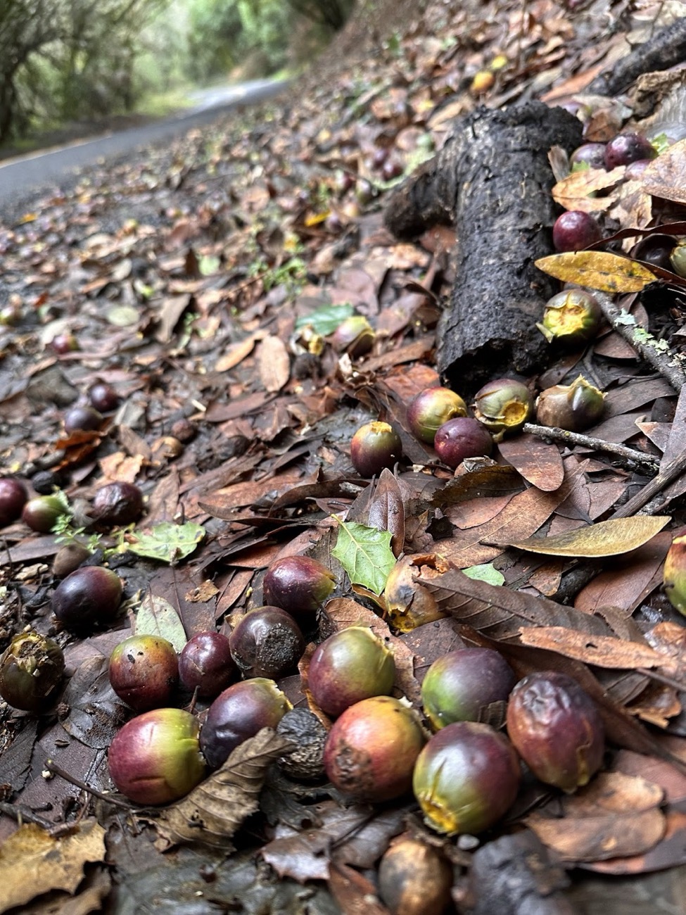 Ripe California bay laurel nuts (Umbellularia californica) fallen on the ground among leaves at the roadside, ready for wild harvest