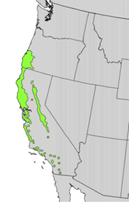 Distribution map of the western United States showing the native range of California bay laurel (Umbellularia californica) along the California coast and into southern Oregon