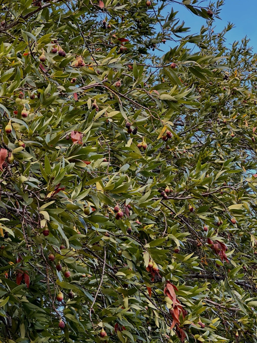 A California bay laurel tree (Umbellularia californica), a native California plant, laden with ripening olive-like nuts against a blue sky