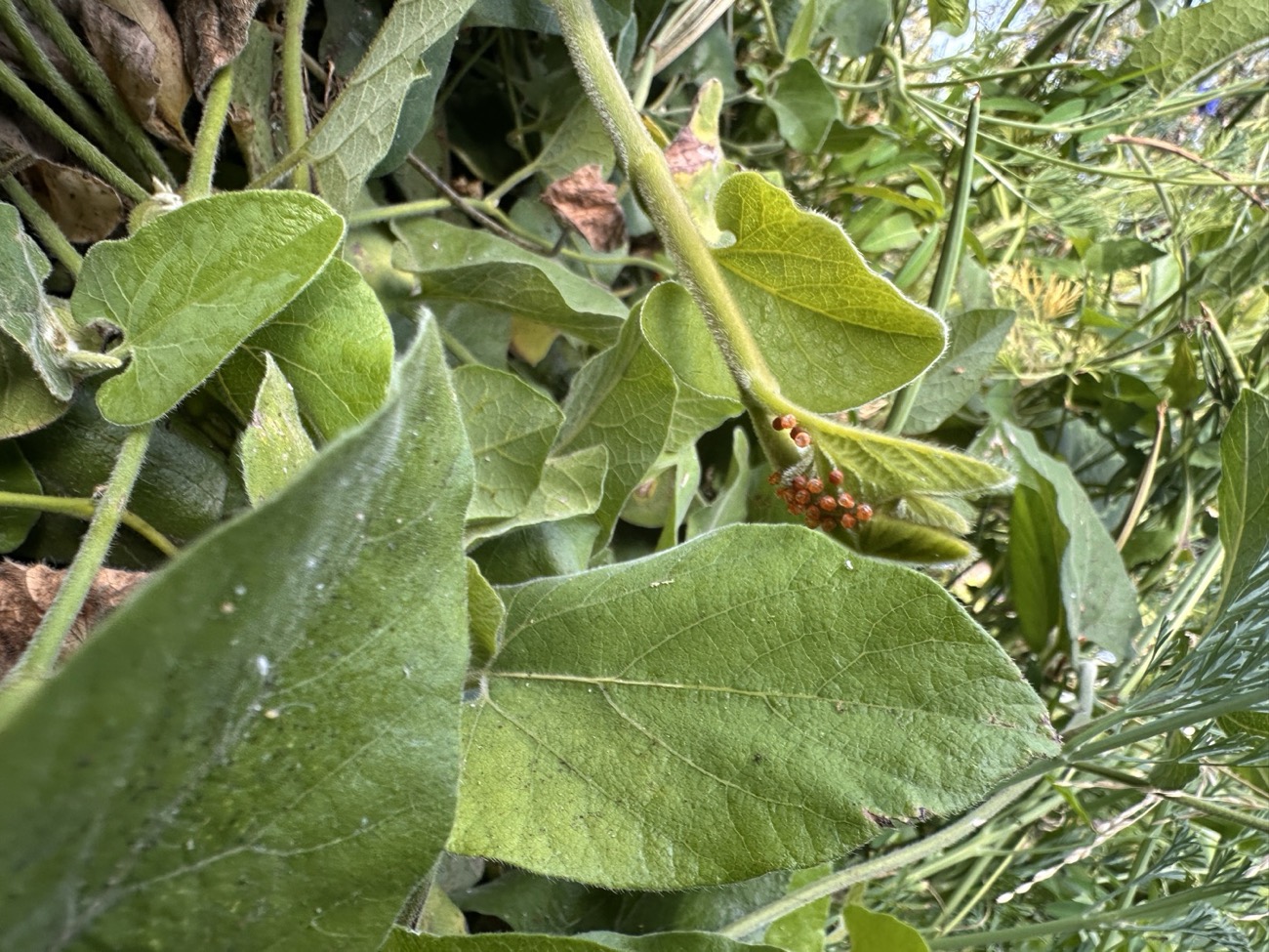 California pipevine (Aristolochia californica) growing along Strawberry Creek on the UC Berkeley campus, its heart-shaped green leaves and pipe-shaped flowers the sole host plant of the pipevine swallowtail butterfly