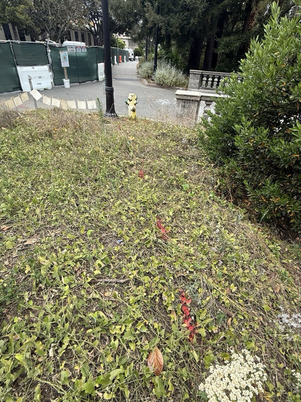 A California pipevine habitat restoration planting site along Strawberry Creek on the UC Berkeley campus, with young Aristolochia californica plantings marked along the roadside