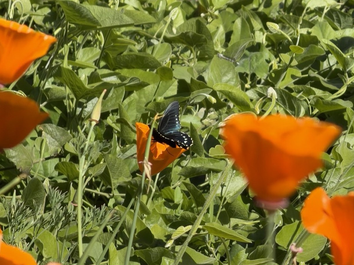 An adult California pipevine swallowtail, wings iridescent blue with a row of white spots, resting on an orange California poppy among green foliage