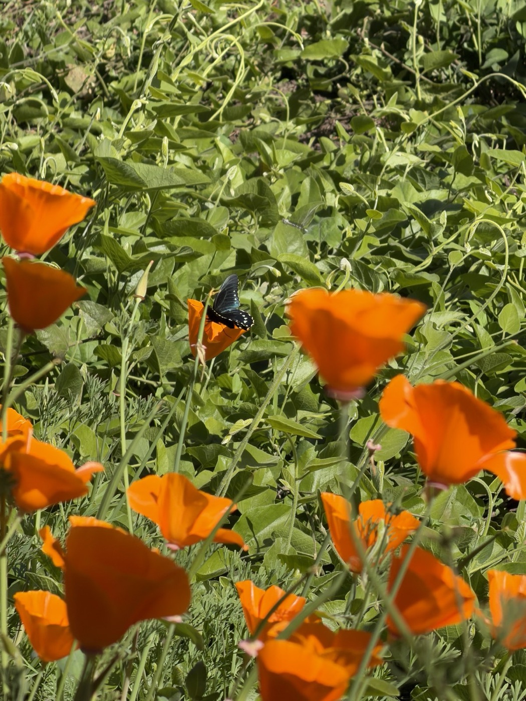 An adult California pipevine swallowtail butterfly (Battus philenor hirsuta), its iridescent blue-black wings spread, nectaring among California poppies near Strawberry Creek at UC Berkeley