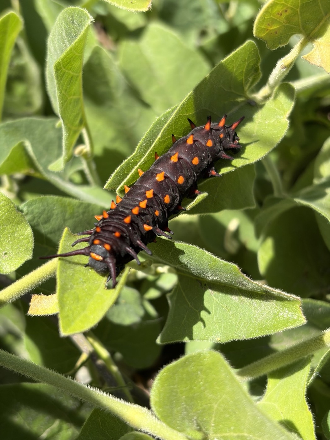 California pipevine swallowtail caterpillar (Battus philenor hirsuta), black with rows of orange tubercles, feeding on a California pipevine (Aristolochia californica) leaf along Strawberry Creek at UC Berkeley
