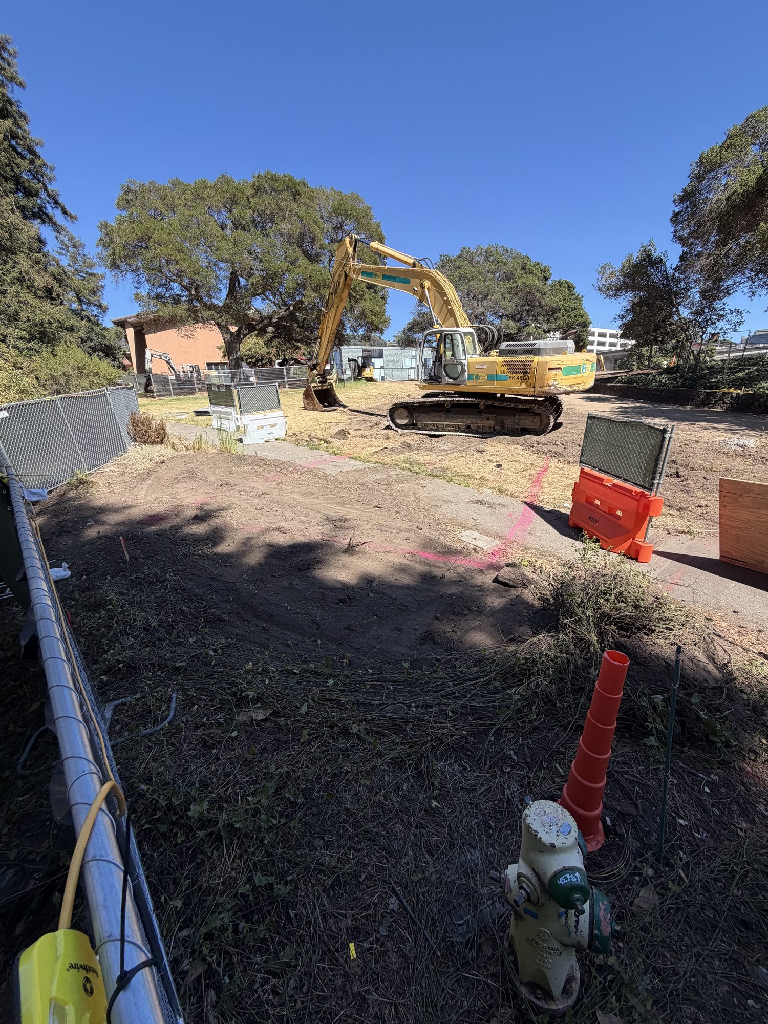 A tracked excavator standing on bare, graded ground inside chain-link construction fencing at the California pipevine (Aristolochia californica) habitat beside Strawberry Creek on the UC Berkeley campus. Pink utility marking paint runs across the cleared soil and the adjoining concrete path. Cut California pipevine lies heaped and drying in the foreground, with coast live oaks behind.