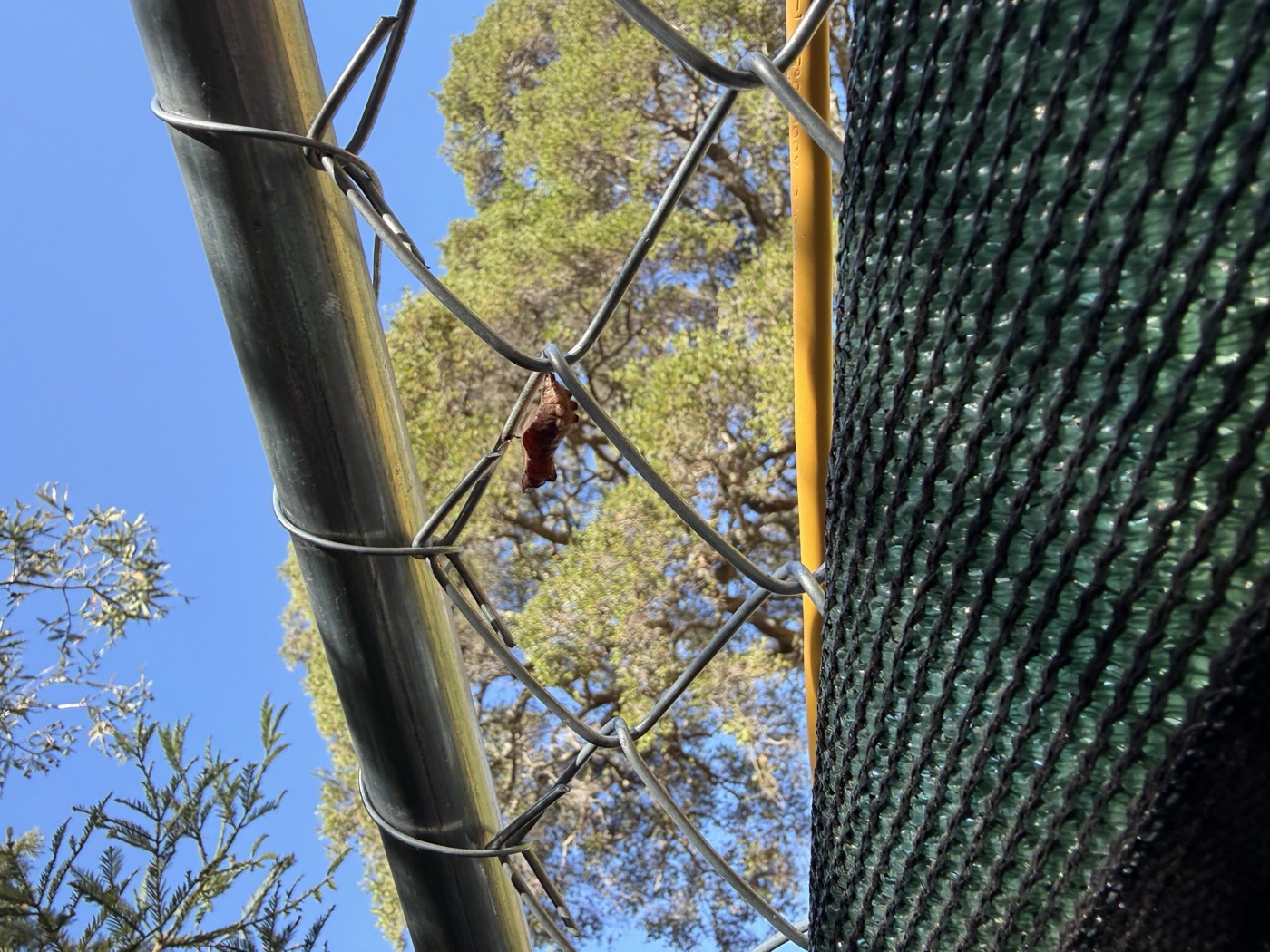A California pipevine swallowtail chrysalis (Battus philenor hirsuta) suspended from a fence along Strawberry Creek at UC Berkeley, the metamorphosis stage students observe firsthand