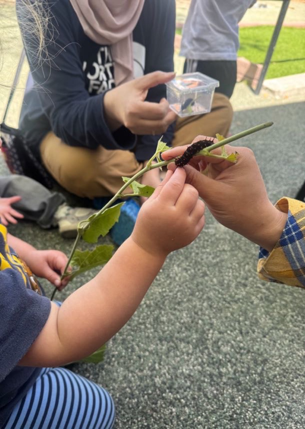 Community members and students examining a California pipevine (Aristolochia californica) cutting with young pipevine swallowtail caterpillars during a hands-on education session at UC Berkeley