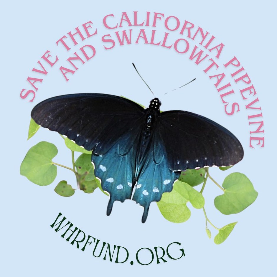 The Wild Harvest and Restoration Fund thank-you sticker, a circular die-cut showing a California pipevine swallowtail (Battus philenor hirsuta) with wings spread on California pipevine leaves, ringed by the words Save the California Pipevine and Swallowtails
